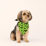 Perro pequeño con pañuelo verde de murciélagos