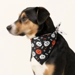 Perro de perfil con pañuelo negro de calabazas