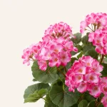 Close-up of pink and white shaded petals with green veined leaves