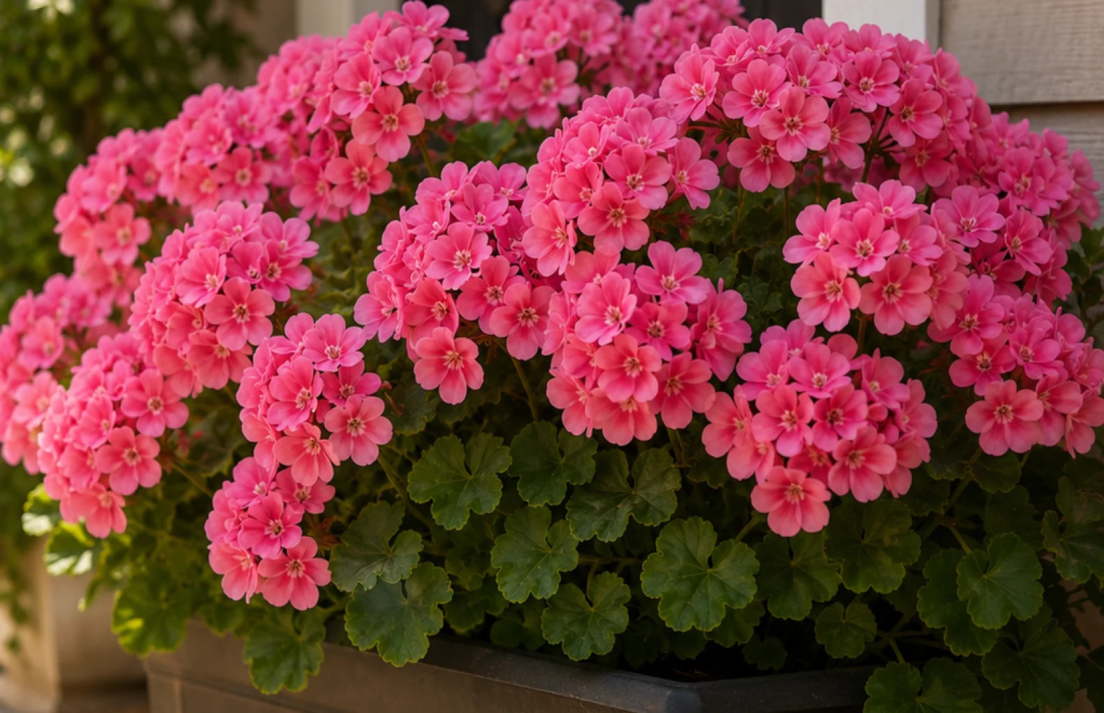 Artificial Geranium Flowers for Planters and Window Boxes
